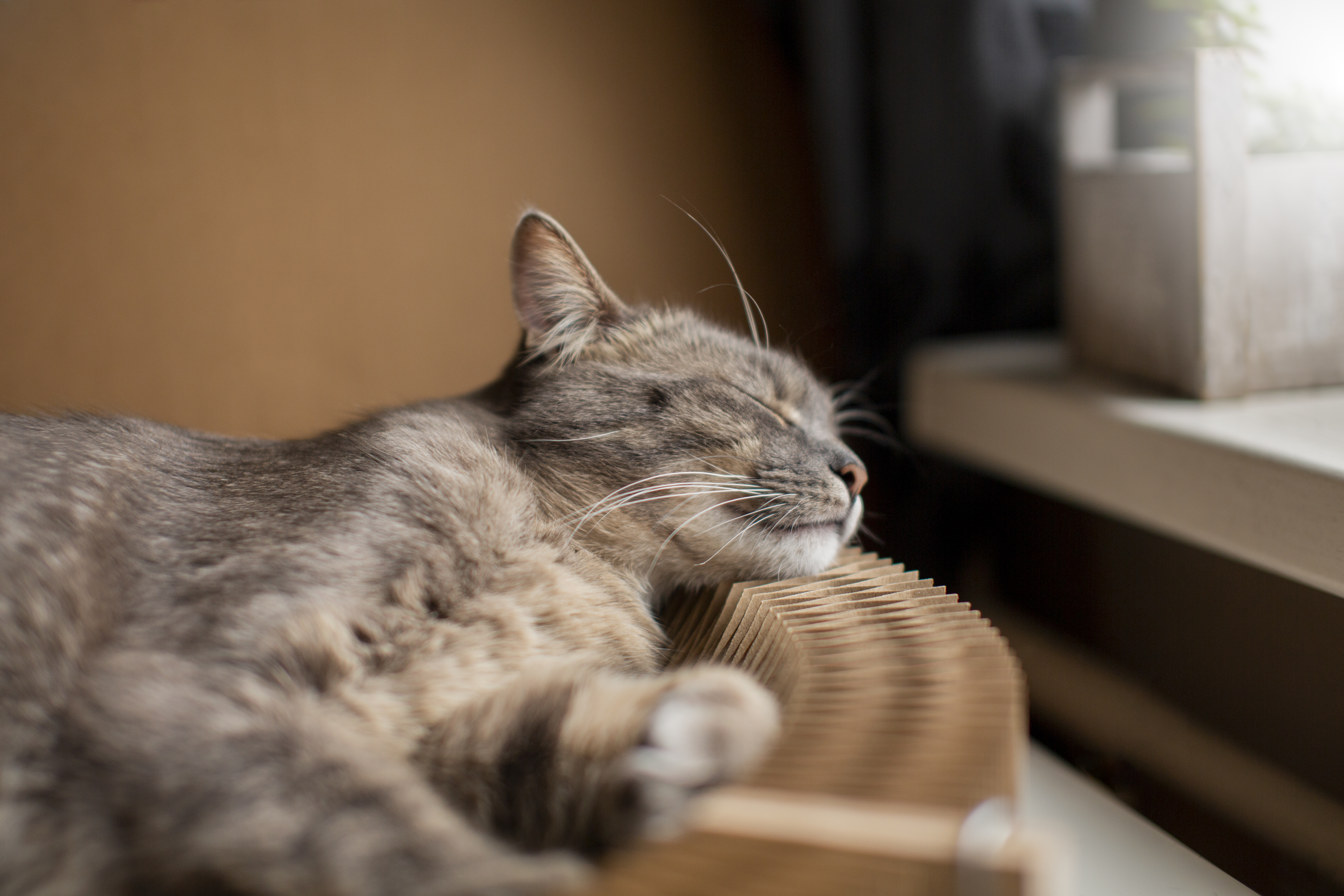 Welcome to The Cozy Cat Corner: Your Cat’s New Favorite Place for Comfort, Play & Wellness